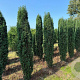 Taxus b. 'Fastigiata Robusta' 225-250 cm draadkluit solitair opgeknipt