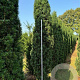 Taxus b. 'Fastigiata Robusta' 225-250 cm draadkluit solitair opgeknipt