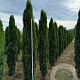 Taxus b. 'Fastigiata Robusta' 225-250 cm draadkluit solitair opgeknipt