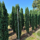 Taxus b. 'Fastigiata Robusta' 225-250 cm draadkluit solitair opgeknipt