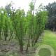 Taxodium distichum 400-450 cm draadkluit meerstammig 200-250 diameter