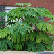 Tetrapanax papyrifer 100-125 cm 10L struik