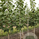 Tilia americana 'American Sentry' 10-12 HO draadkluit