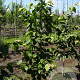 Tilia mandshurica 6-8 HO draadkluit