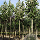 Tilia tomentosa 'Brabant' 12-14 HO draadkluit