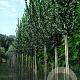 Ulmus 'Columella' 12-14 HO draadkluit