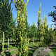 Ulmus holl. 'Wredei' 14-16 HO draadkluit geveerd