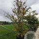 Cercidiphyllum japonicum 300-350 cm container meerstammig