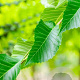 Ulmus 'Sapporo Autumn Gold' 20-25 HO draadkluit