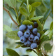 Vaccinium c. 'Goldtraube 71' 60-80 cm 10L