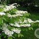 Viburnum plic. 'Cascade' 200-250 cm draadkluit struik