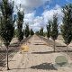 Zelkova serrata 'Fastigiata' 25-30 HO draadkluit