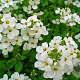 Arabis caucasica Aubris 'White' P9