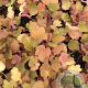 Heuchera 'Caramel' P9