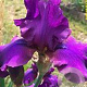 Iris (G) 'Sultry Mood' P9