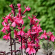 Lobelia s. 'Starship Deep Rose' P9