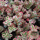 Sedum spurium 'Tricolor' P9