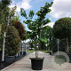 Cercis chinensis 'Avondale' 150-175 cm 50L