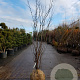 Cercis siliquastrum 200-250 cm draadkluit meerstammig