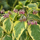 Clerodendrum trich. 'Variegatum' 200-250 cm draadkluit struik