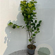 Corylus avellana 200-225 cm 5,0L