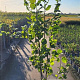 Corylus avellana 200-225 cm 5,0L