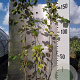 Corylus avellana 200-225 cm 5,0L