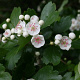 Crataegus laevigata 60-80 cm wortelgoed 1/1