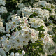 Crataegus monogyna 'Flexuosa' 80-100 cm 5,0L