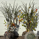 Euonymus alat. 'Compactus' 60-80 cm met kluit