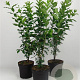 Euonymus europaeus 80-100 cm 7,5L