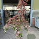 Acer conspicuum 'Red Flamingo' 175-200 cm 10L geveerd