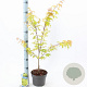 Acer pal. 'Summer Gold' 40-50 cm 3,0L
