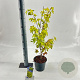 Acer pal. 'Summer Gold' 40-50 cm 3,0L