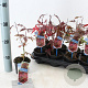 Acer pal. 'Atropurpureum' 25-30 cm P10,5