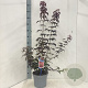 Acer pal. 'Atropurpureum' 60-80 cm 5,0L