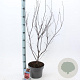 Acer pal. 'Atropurpureum' 60-80 cm 5,0L