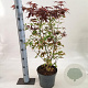 Acer pal. 'Atropurpureum' 60-80 cm 5,0L