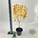 Acer pal. 'Bi-hoo' 60-65 cm 3,0L