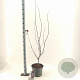 Acer pal. 'Bi-hoo' 80-100 cm 10L