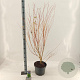 Acer pal. 'Bi-hoo' 80-100 cm 10L