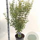 Acer pal. 'Bi-hoo' 80-100 cm 10L