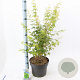Acer pal. 'Bi-hoo' 80-100 cm 10L