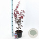 Acer pal. 'Bloodgood' 30-40 cm 3,0L