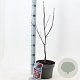 Acer pal. 'Bloodgood' 30-40 cm 3,0L