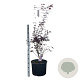 Acer pal. 'Bloodgood' 80-90 cm 35L