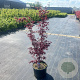 Acer pal. 'Bloodgood' 80-90 cm 35L