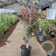 Acer pal. 'Bloodgood' 80-90 cm 35L