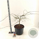 Acer pal. 'Garnet' 80-100 cm 35L