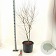 Acer pal. 'Katsura' 125-150 cm 35L